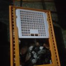 부여부화장 | 청계닭 병아리 분양!!! 그 후.... 반가운 소식들~♡