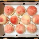 김부자농장 | 9월 0.5주차 주간 일기 (2022 복숭아 결산 part. 6)