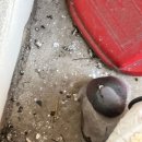 김포비둘기퇴치 고민 끝! 믿고 맡긴 반짝클린 솔직 후기