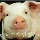 댕댕식당 이미지