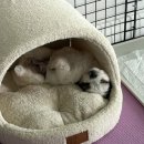 미뚱김밥 이미지