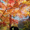 순천만 갈대밭 | 순천 가을여행 가볼만한곳 단풍여행 추천 [송광사/순천만갈대밭]