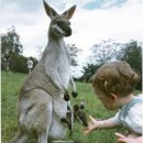 캥거루동물병원 이미지