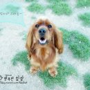 쮸 Daum카페