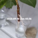 🌿뱅갈고무나무 개체수 늘리기 성공 🪴 이미지