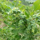 미산농원 이미지