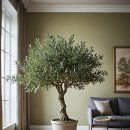 올리브나무 이미지