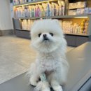 초콜릿종합동물병원 | 강아지 초콜릿 먹었을때 구토 유발 비용 동물병원 검사 후기 f. 초코첵스