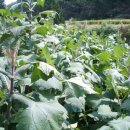 승준농장(2) 이미지