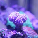 로얄수족관 이미지