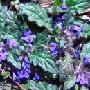 금란초교 이미지