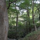 중대암입구 Daum카페
