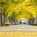 곡교천 은행나무길 이미지