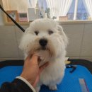 까까펫살롱 이미지