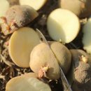 감자 키우기 재배 - 싹난 감자심기, 씨감자 심는방법, 꽃따기, 추비 이미지