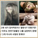 대전에서 5천만원 어치 잉어 수백마리 훔쳐간 범인 이미지
