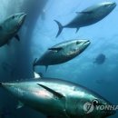 남평참다랑어영어조합법인
