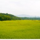 박사농장 Daum카페