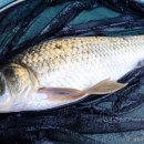 배양낚시터 이미지