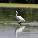 서산의 노랑부리저어새(Eurasian spoonbill) 이미지