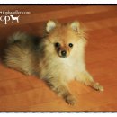 Tophandler 이미지