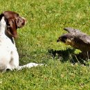 개발새발 이미지