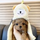 패밀리독 네이버블로그