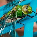 한방 건강차 교육 이미지