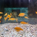 꿈나무 열대어 | 건대 셀프사진관 무빙모먼트 후기 | 열대어가 있는 셀프스튜디오 네컷사진