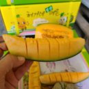 박세인 농장 | 칸탈로프멜론 허가네농장 방문하기 시리즈1