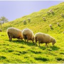 청명목장 이미지