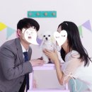 펫고고 | 용인 애견스튜디오 펫더제인 촬영 후기 , 내돈내산