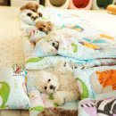 댕댕이 유치원 이미지