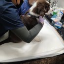 이선동물병원 이미지