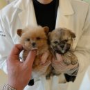 스마일퍼피 강아지분양 동탄점 | 수원강아지분양 고민 중이라면 꼭 봐야 할 홍스퍼피 분양 후기