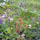 Orobanche gracilis 이미지