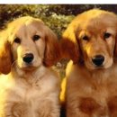 동물은내친구 이미지