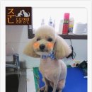 동물병원루니 이미지