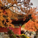 향산요 이미지