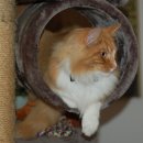 고양이숲 이미지