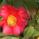 이화원(온실) 이미지