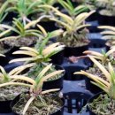 소라농장 이미지