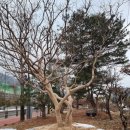 은하조경 이미지