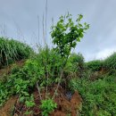 장미흑염소 이미지