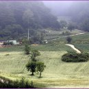 꽃피는언덕 이미지