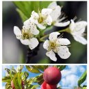 (수필) : 오얏 나무