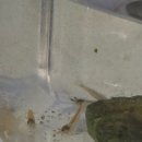 행복수족관 | 새우 키우기, 새우 어항 미니 어항 세트 내돈내산 구매 후기!!(행복한 수족관, 싸다군)