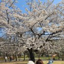 팔각정 공원 | 올림픽공원 벚꽃 명당 추천 실시간 개화 현황 팔각정 성내천코스