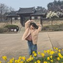 예산-29 | 충남 예산 수선화명소 추사고택 수선화 실시간 개화상황 2026년 3월 29일