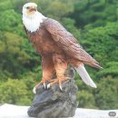 솔고개 소나무 (영월군 산솔면 녹전리||| 공항의 이별- 문주란||| 허공속의 그 약속 이미지